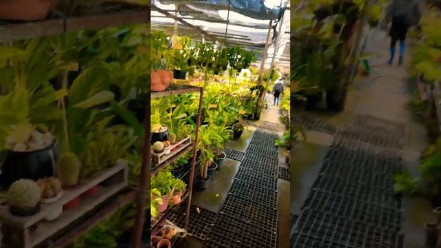 21 мая 2023, сои Као Тало, магазин цветов в Паттайе, Таиланд смотреть онлайн