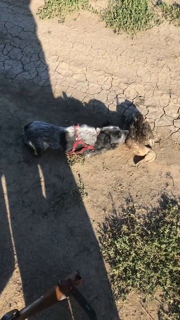 Знакомство спаниеля с уткой 2020 (первый сезон ) смотреть онлайн