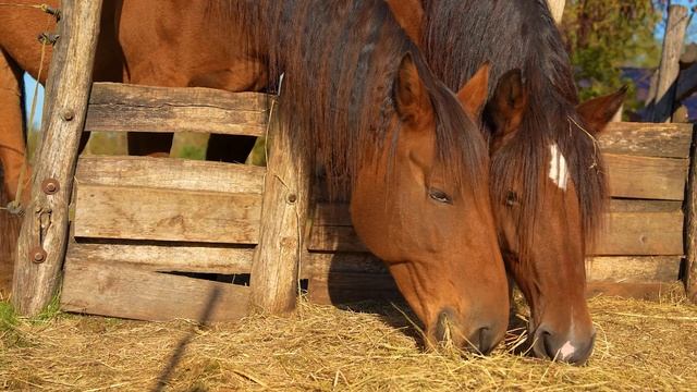 Учим домашних животных и их звуки. Корова, лошадь и другие животные для детей смотреть онлайн