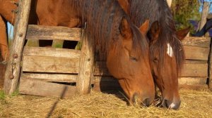 Учим домашних животных и их звуки. Корова, лошадь и другие животные для детей