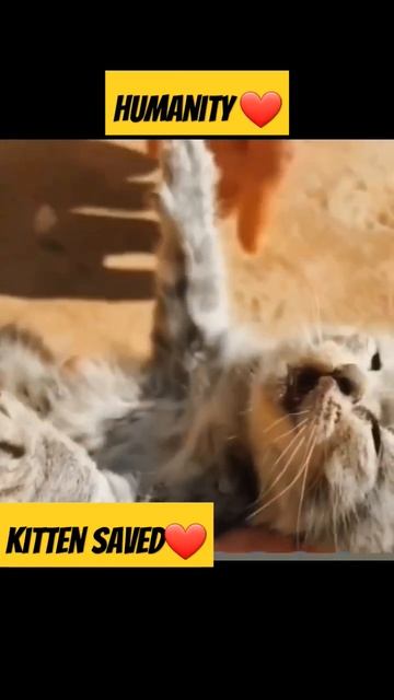 Humanity still exist ❤️ #shorts #humanity #respect #viral смотреть онлайн