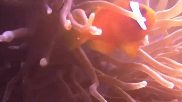 Anemone fish Five【HD】沖縄クマノミ三昧 смотреть онлайн