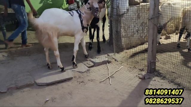 beautiful Totapari Goat khassi Bakra Jodi weight 50+55 daat 1+2 for sale 8814091407 9828629537 смотреть онлайн