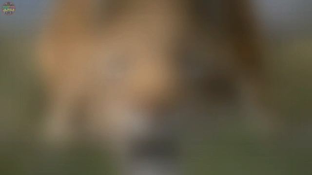 Jika Smilodon Masih Ada Hingga Saat Ini смотреть онлайн