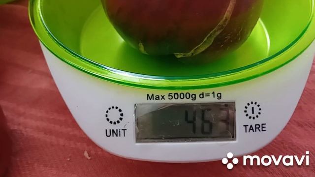 ВЕС И СОРТА ТОМАТОВ😋НОВЫЕ ЖИТЕЛИ🥰 смотреть онлайн