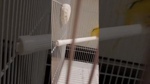 какие жёрдочки можно  волнистым попугайчикам
