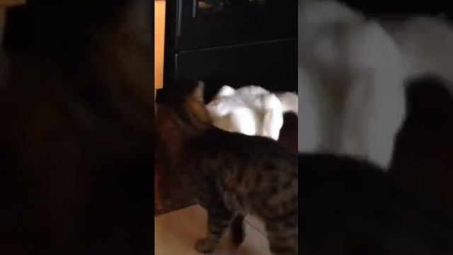 Злая кошка смотреть онлайн