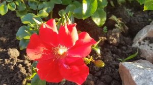 Роза Aleksander von Humboldt (почвопокровная, Кордес и Сонс, Германия, 2009) 10 июля 2022 г..