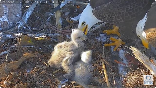 Captiva Eagles~💞Tandem Feeding! CE10 & CE 11 are stuffed~3:54 pm 2023/12/31 смотреть онлайн