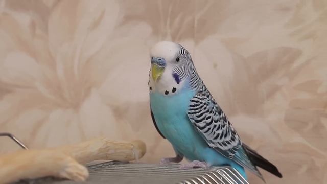 Волнистый попугай чирикает 3 часа смотреть онлайн