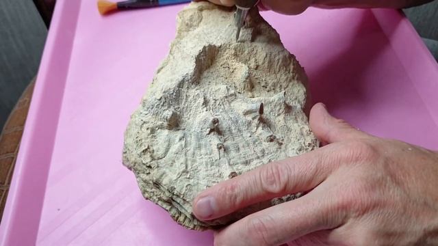 УСТРИЦА PROHINNITES RENEVIERI, Мангышлак,140-145 млн. лет / OYSTER PROHINNITES RENEVIERI Mangyshlak смотреть онлайн