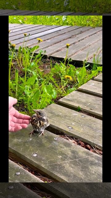 Релакс в ЭКО отеле Панорама смотреть онлайн