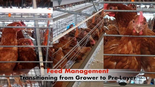 How To INCREASE EGG PRODUCTION with ISA Brown Layers At 18 Weeks of Age #eggs #isabrown смотреть онлайн