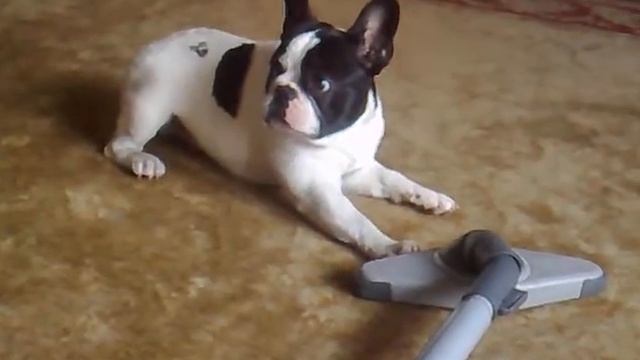 DEXTERdog.Atakuje odkurzacz! смотреть онлайн