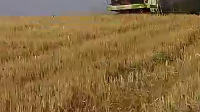 Claas Lexion 560 Harvest смотреть онлайн