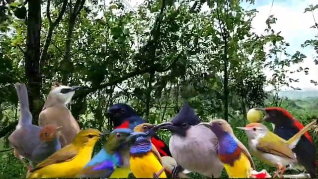 Mp3 pikat burcil sogon, prenjak starter, kemade, kolibri kelapa ampuh bikin ngumpul ‼️ смотреть онлайн