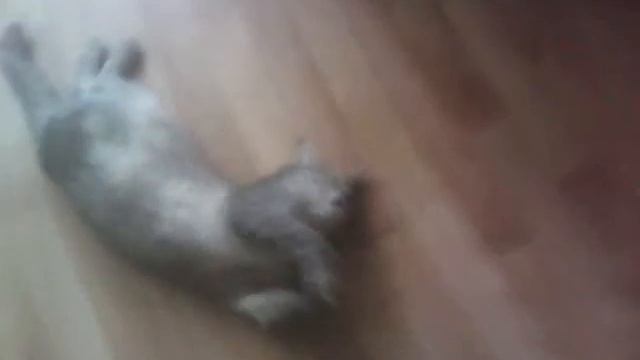 Кошка какашка смотреть онлайн