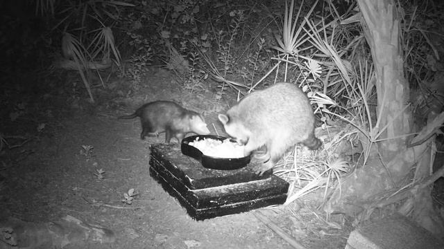 Mama Opossum and One Eye with Music смотреть онлайн