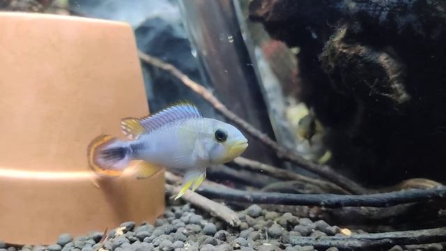 Apistogramma Panduro pair just hanging out смотреть онлайн