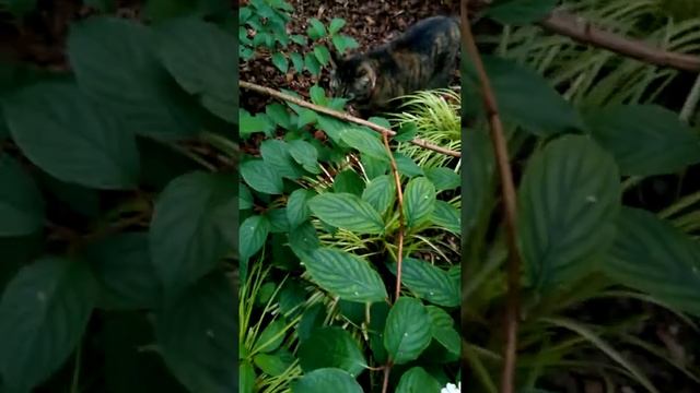 Фёкла.Цветок в пыли. смотреть онлайн