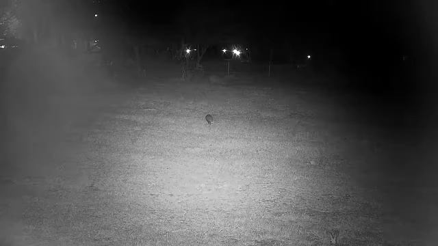 Djuma: White-tailed Mongoose sniffing around - 02:42 - 09/01/21 смотреть онлайн