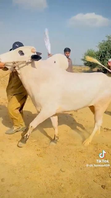 White bull 2023 | Fatehjangi bull collection 2023 | Qurbani Show | Athra Dand смотреть онлайн