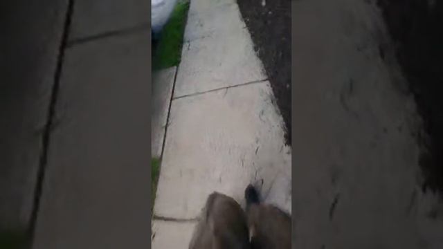 Daily walking talk.... Burning off the sandwich! смотреть онлайн