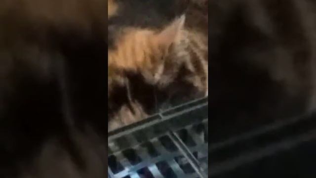 Кошка против подставки смотреть онлайн