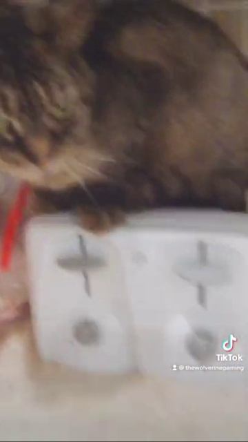 KiKat on a toaster смотреть онлайн