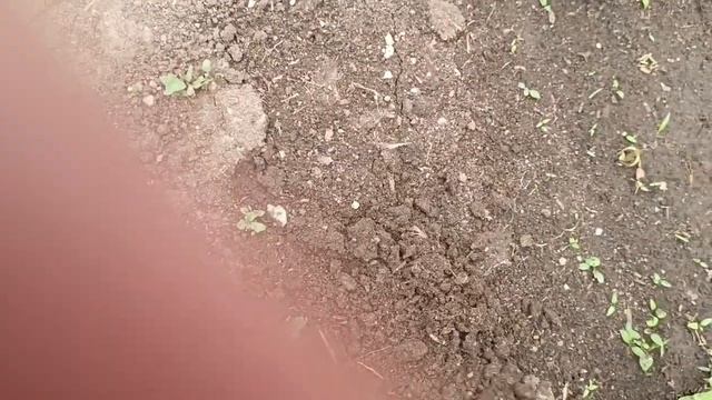 Простая жизнь пенсионерки. Заготовки на зиму начинаются. Убрала инкубатор. смотреть онлайн