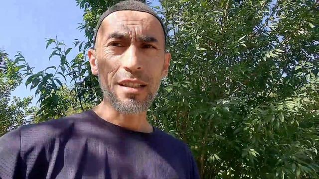 Quyon sotish. ГЕПАРД самец Тошкентга, пара Голланд Асакага сотилди смотреть онлайн