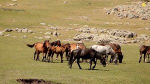 Звуки животных Домашние животные для детей Курица Петух Корова Лошадь Овца