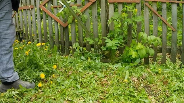 Триммер садовый аккумуляторный. Как косит траву. Показываю.