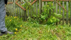 Триммер садовый аккумуляторный. Как косит траву. Показываю.