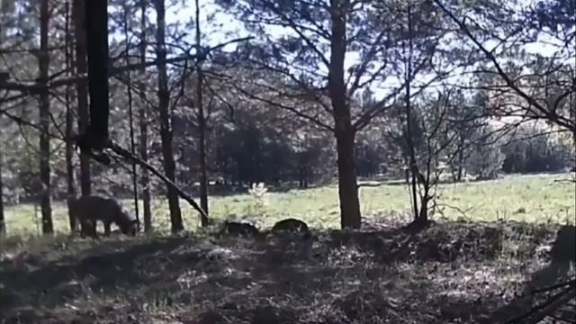 🐺 Одиноко гуляющий волк попал в фотоловушку в Базарносызганском районе смотреть онлайн