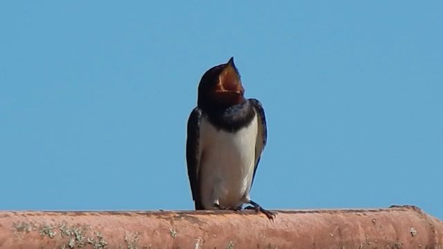 Ласточка (2) смотреть онлайн