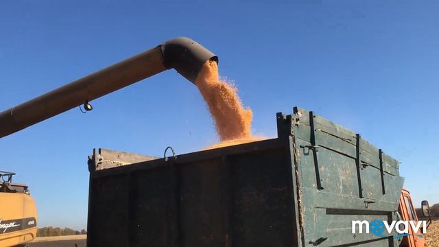 Жнива 2019 кукурудза смотреть онлайн