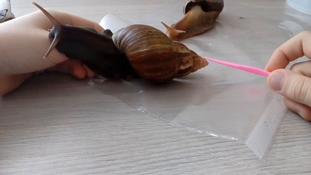 Всё об улитках смотреть онлайн