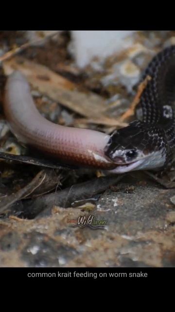 Common krait feeding on worm snake #shorts #krait #snake смотреть онлайн
