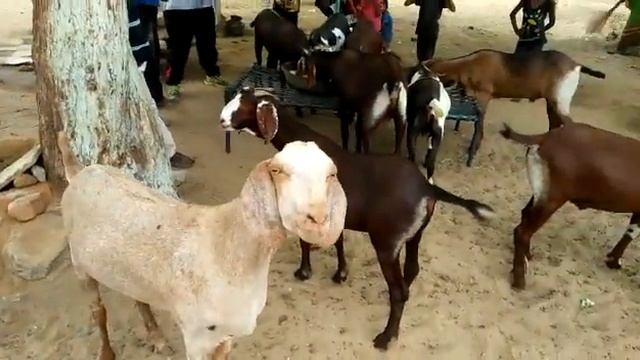 Qurbani khassi bakre for sale full lot -20 bakre. weight 55-60kg смотреть онлайн