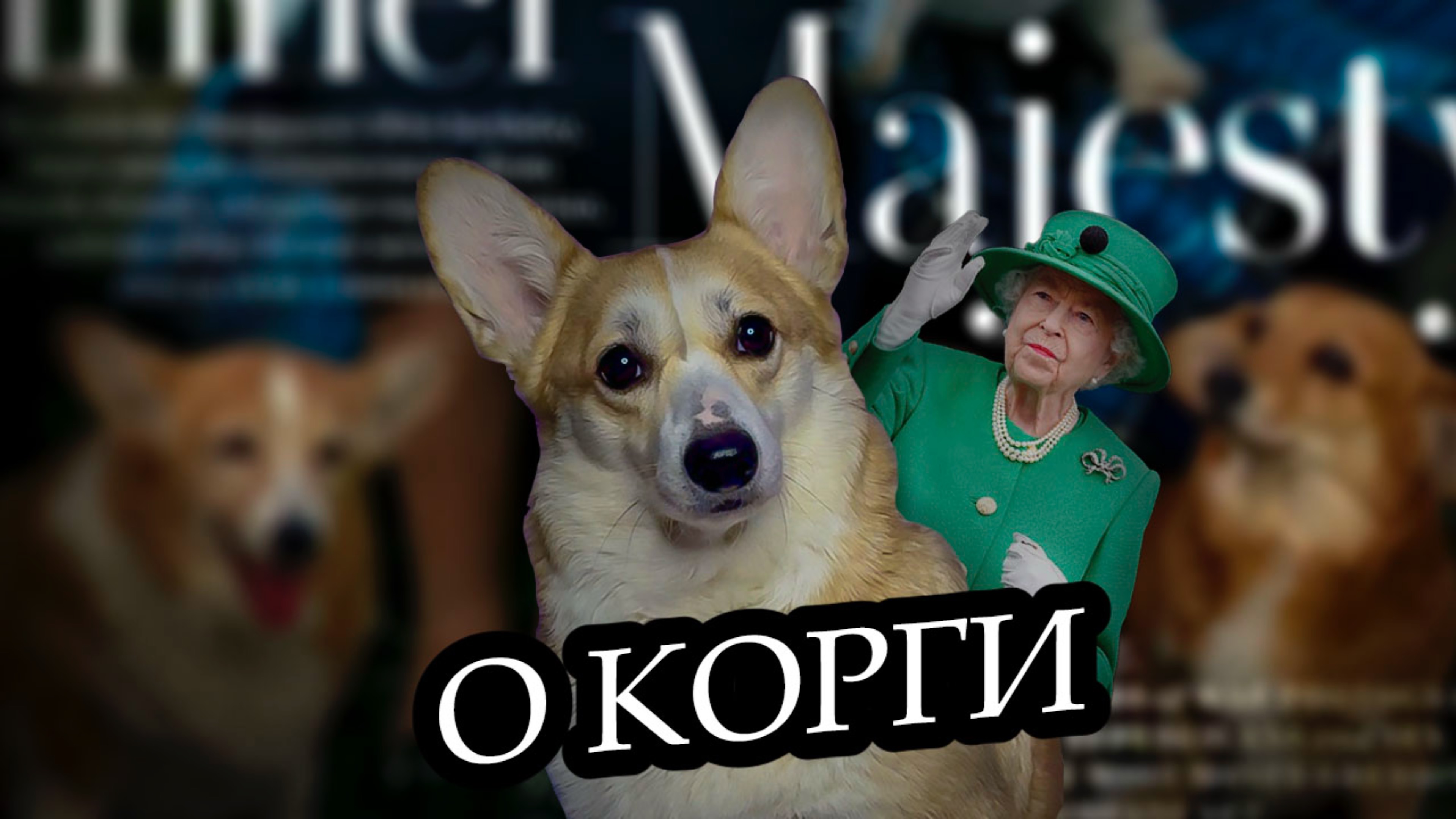 Рассказываю о корги