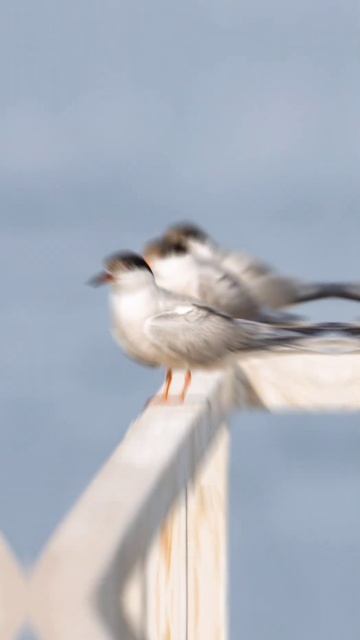 Бэкстейдж со съёмки речных крачек. Лето 2023 года, Москово. смотреть онлайн