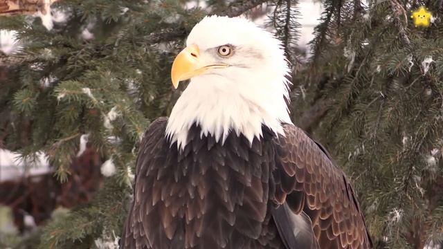 Сборник - Лесные животные | Зоопарк 2 | Викторина Учим животных - Развивающие мультики для детей смотреть онлайн