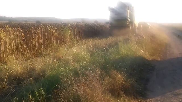 23.8.2018 Claas Lexion 460 threshing Sunflower Καστανιές Έβρου смотреть онлайн