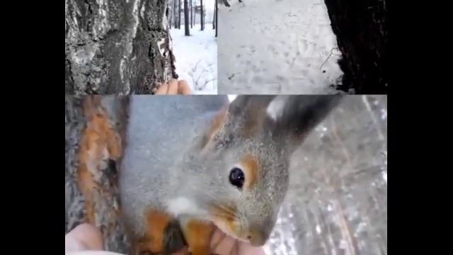 КОЗИЙ СЫР / Выпуск #001 смотреть онлайн