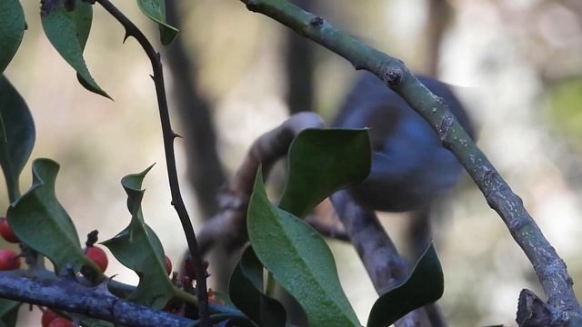 Curruca capirotada sylvia atricapilla comiendo frutos de acebo en Hide el venero de los rabilargos смотреть онлайн