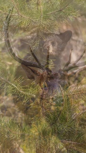 📷 Yellowstone Wildlife Photography смотреть онлайн