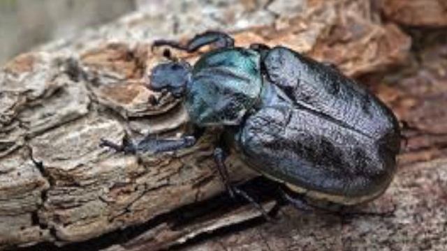3D Insects, Earth's Backbone смотреть онлайн