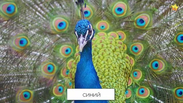 Учим цвета по системе МонтессориРазвивающие мультики для детей смотреть онлайн