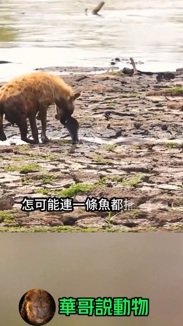 鬣狗對魚說，你儘管噴我，反正你逃不了了 #animal #wildlife #nature #wildanimals #華哥説動物 #動物 #animals#hyena смотреть онлайн